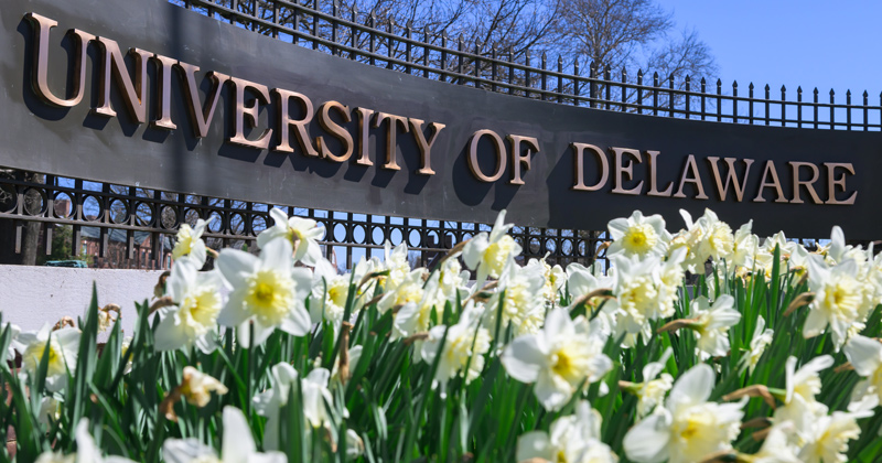 University of Delaware sign behind white flowers