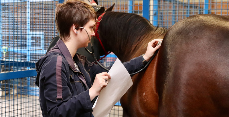 Animal bioscience students at Webb Farm