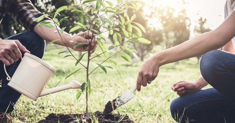 Photo of two people planting a tree and watering it