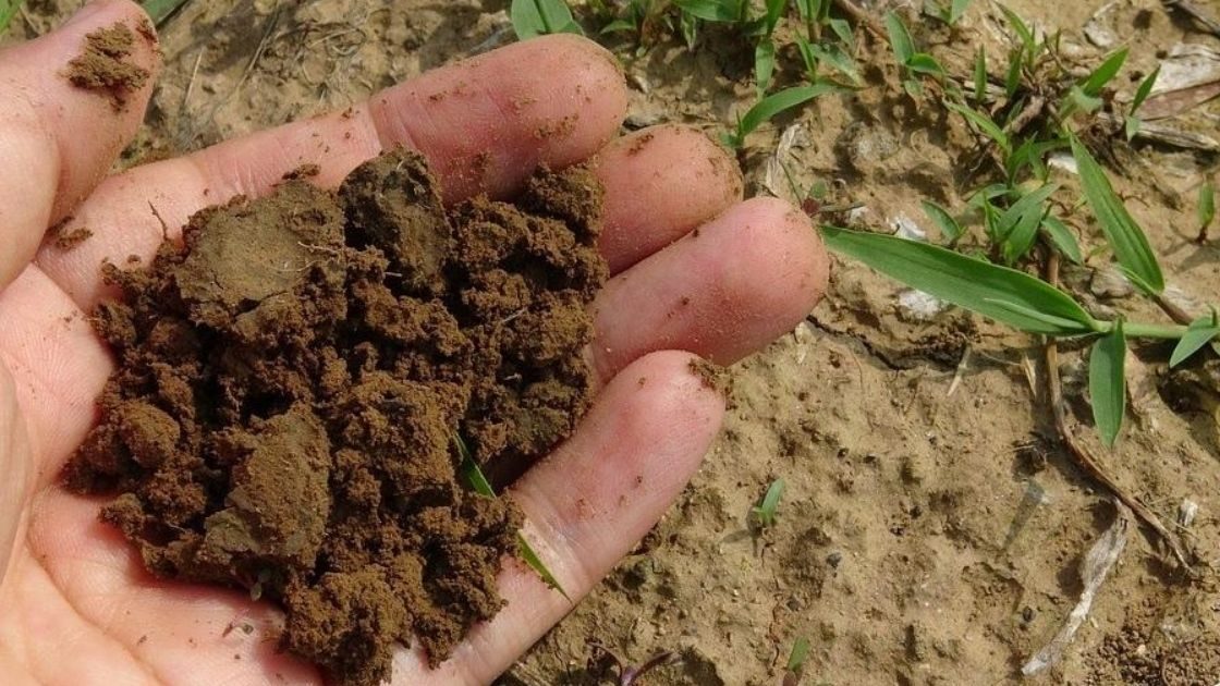 A photo of hands holding soil 