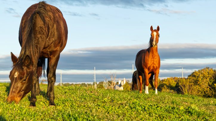 Photo of horses in the field