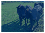 Background photo showing angus cows