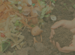 Background photo for backyard composting button