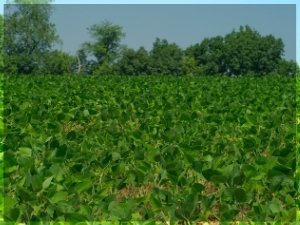 Background photo of soybeans growing in a field.