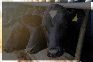 Background photo of cows that points to ANFS dairy research