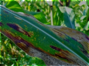 Background photo of a corn leaf with Leaf Blight spots.
