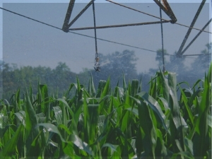 Background photo showing irrigation