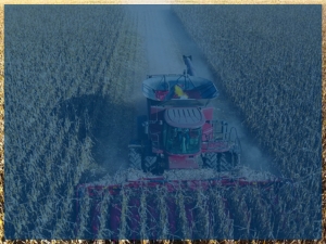 A combine harvesting corn
