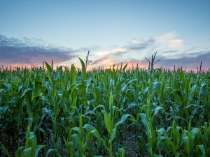 A field of corn at sunset