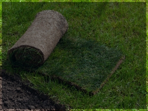 A roll of turf ontop of grassy land