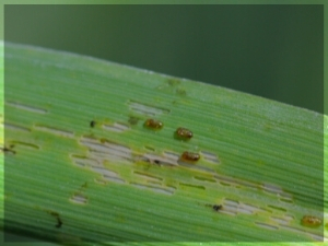 Background image of hops with Cereal Leaf Beetle damage.