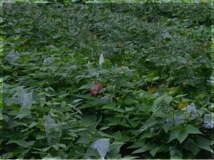 Background photo of lima bean variety trial plants in field.