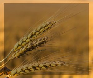 Background photo of wheat for weekly crop update button