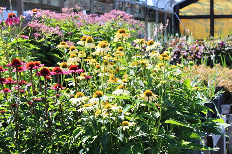Pink, white and yellow coneflowers bloom amid dense green foliage, with a greenhouse in the background.