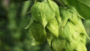 A close up photo of green hops plants.