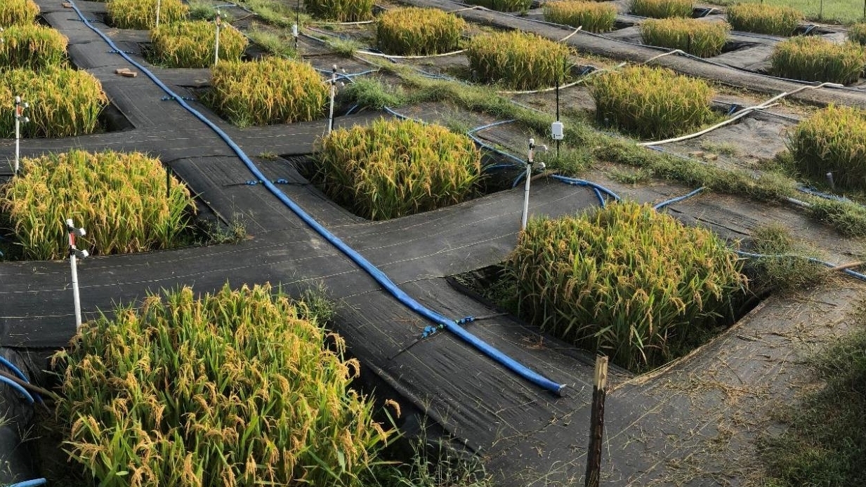 A test plot with black netting, stakes, irrigation setup and small water-logged pits.
