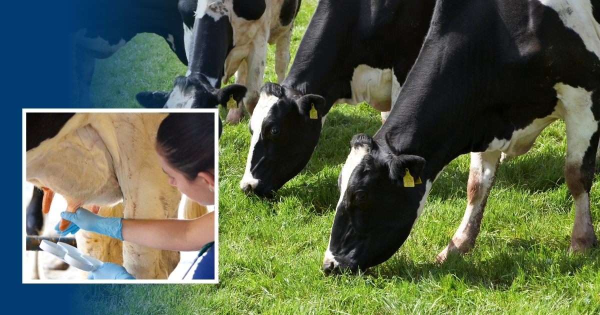 Cows grazing in a field and a student testing milk.