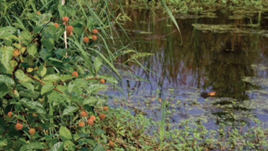 A closeup photo of a wetland area.