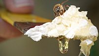 Photo of a honey bee on a honey comb with honey dripping