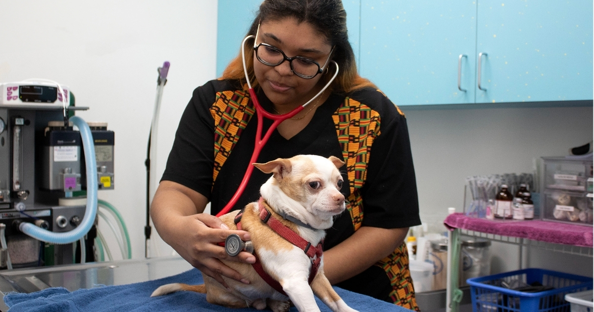 A student working with a puppy in the vet studio.