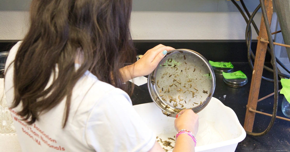 A student selecting specimens of soldier flies.