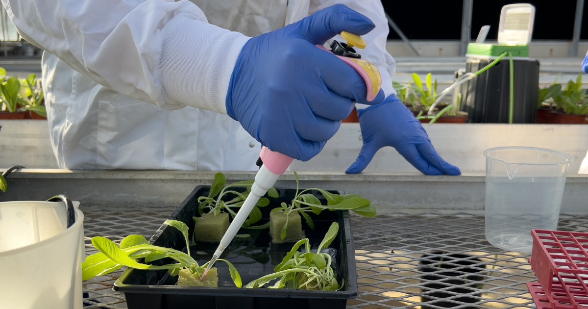 A student using a pipette to innoculate lettuce.