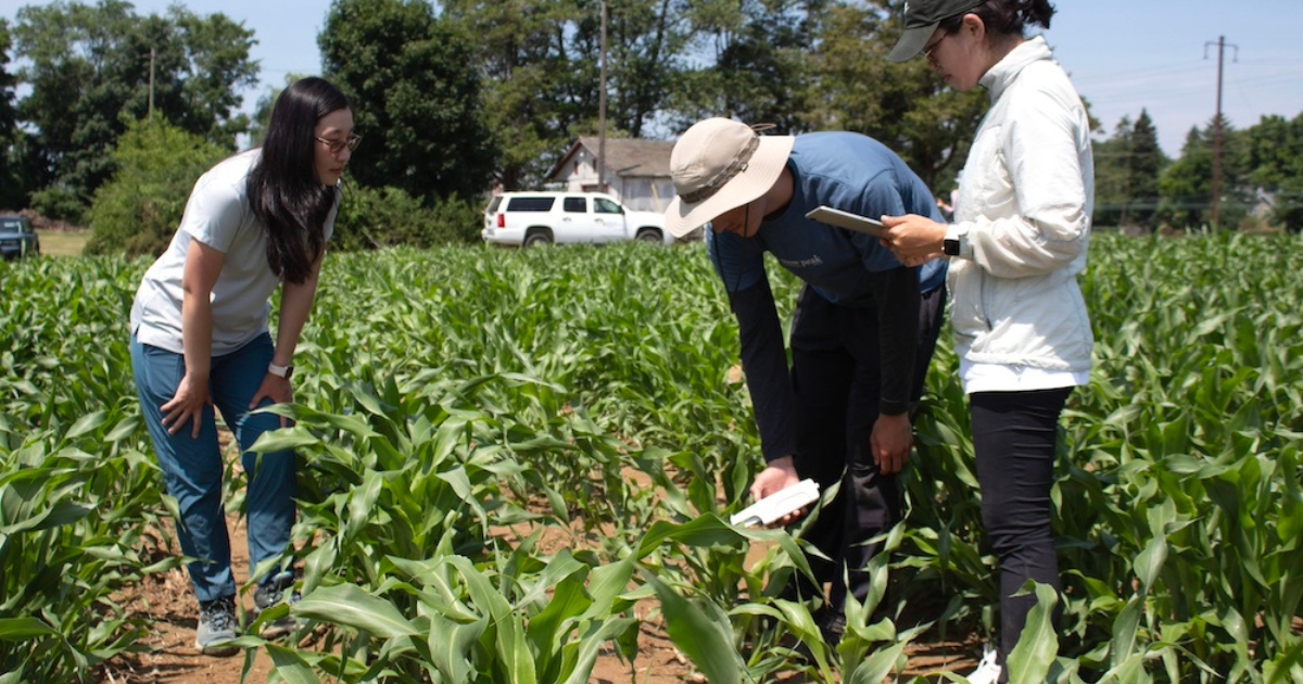 A faculty member and students in a corn field conducting research.