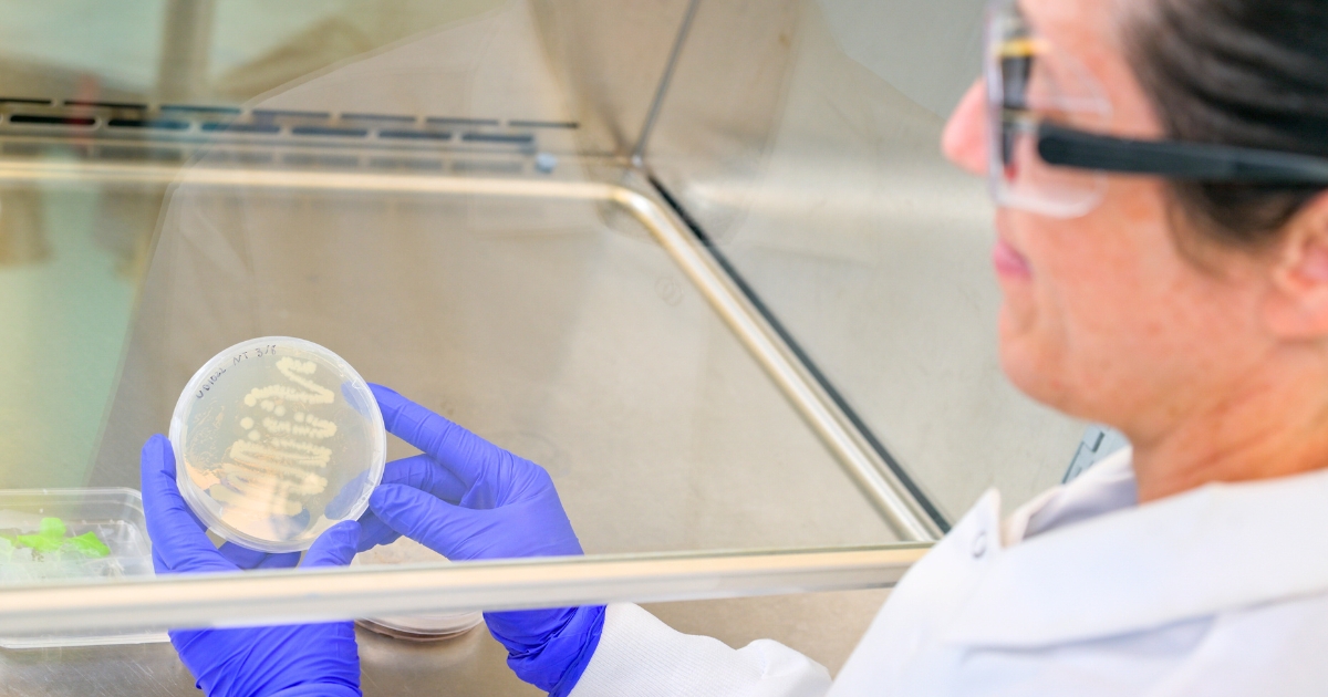 A person working in the lab with plant pathogens.