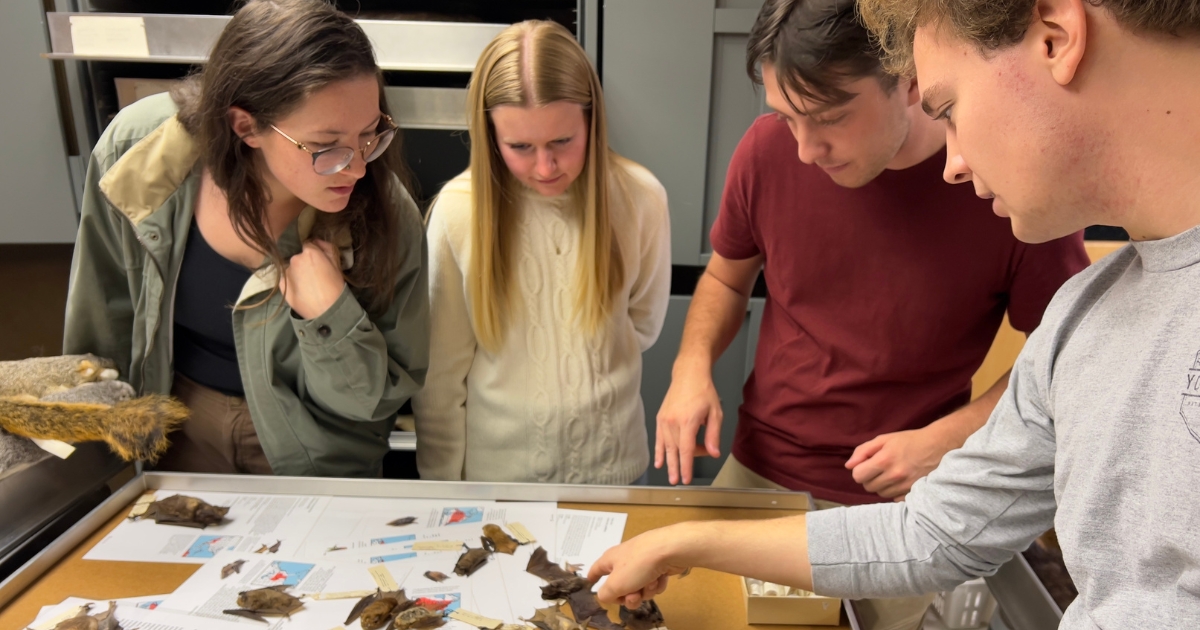 Students examine various bats in the lab.