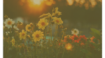 A photo of wildflowers in a field