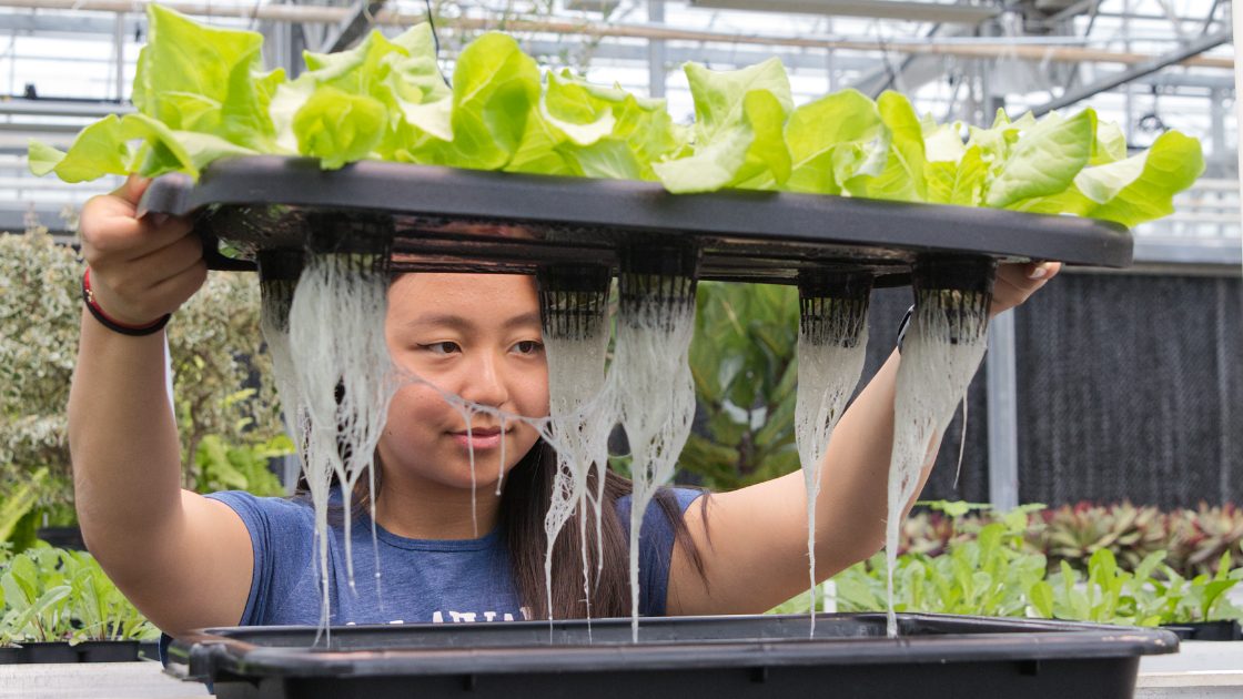 Evyn Appel working in the greenhouse on hydroponics