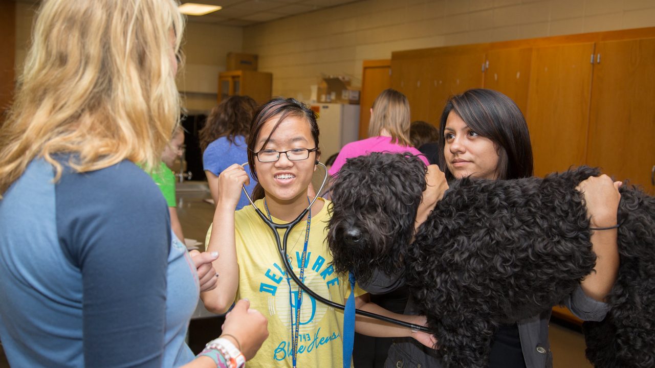 Close up photo of a student treating a dog