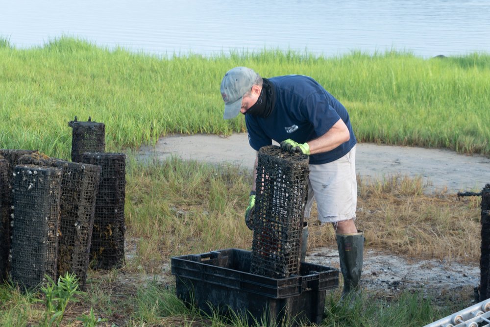 Fisherman checking an oyster cage