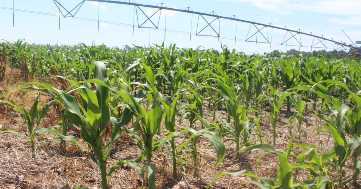 Corn Field