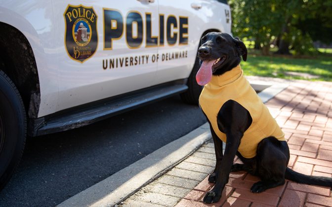 UD Police K9 Jetta, a bomb-sniffing dog, helps keep campus safe. Now, she’s safer on the job with her new Kevlar sweater, that’s both shrapnel- and stab-proof, invented in the Health Innovation Lab.