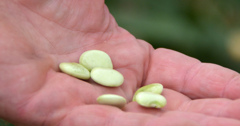 The lima bean is the most widely planted vegetable crop in Delaware, accounting for some 14,000 acres of plantings across the state. 