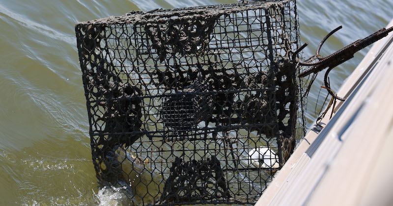One of more than 100 crab pots pulled from the Indian River