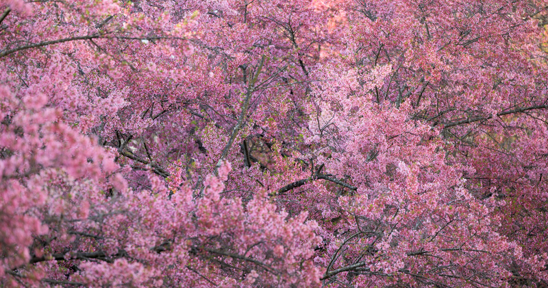 Spring flowers on campus