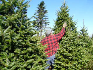 A man pruning a Balsam Fir evergreen tree