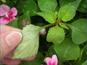 Downy mildew on impatiens Image above courtesy of M. Daughtry, Cornell University