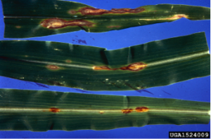 A photo of corn from a field