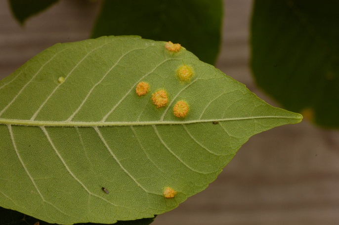 Symptoms on lower leaf surface of infected ash