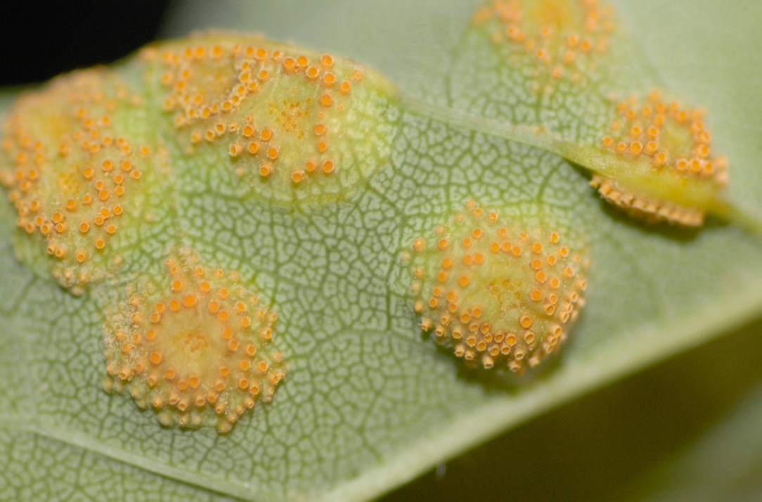 Close-up of cup-shaped aecia on underside of infected ash leaf.
