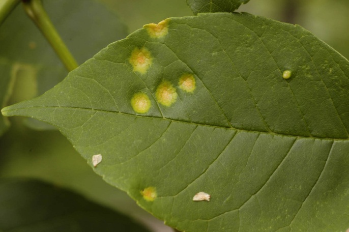 Ash rust symptoms on upper leaf surface