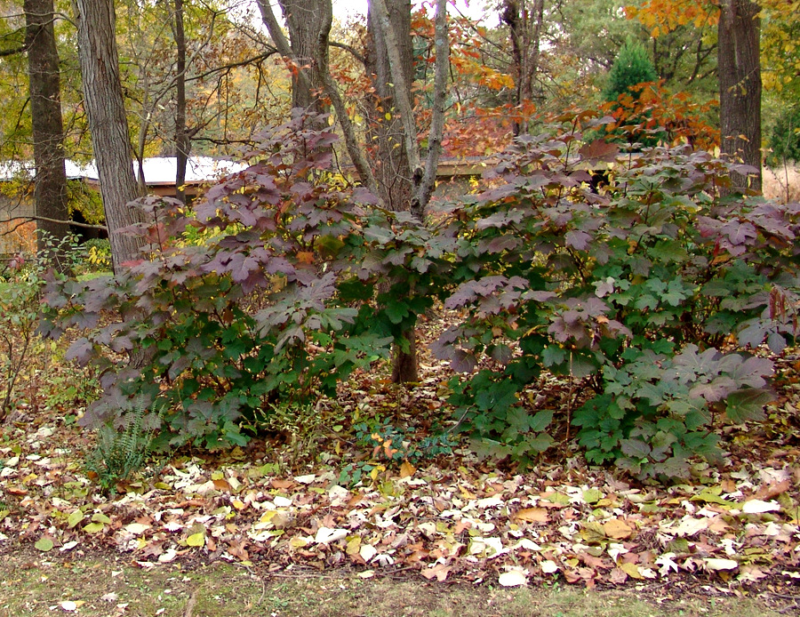 Hydrandgea quercifolia with leaves
