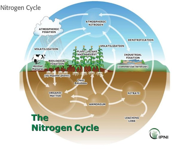 A diagram of the Nitrogen Cycling in Agriculture