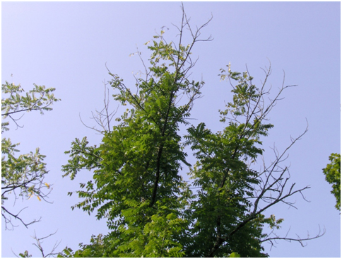 Thousand Cankers Disease of Walnut