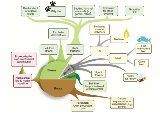 array of products and services identified for seashore mallow