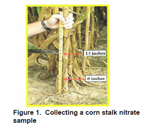 Corn Nitrate Testing Photo