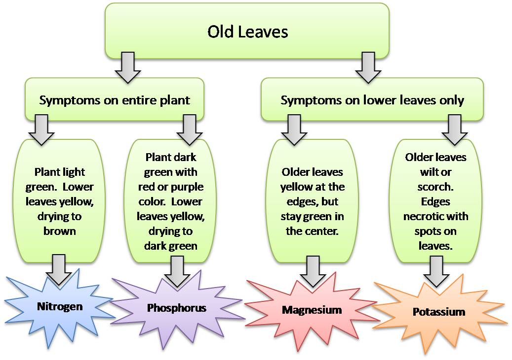 Identifying Nutrient Deficiencies In Ornamental Plants University Of Delaware